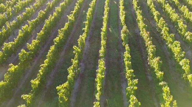 Aerial drone flight over Bordeaux vineyard rows at
golden hour, Gironde France 4K