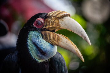 Los cálaos, conocidos en inglés como hornbills, se han convertido en una famosa atracción urbana en Nom Pen (Phnom Penh), la capital de Camboya. © JuanManuel