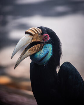 Los c&aacute;laos, conocidos en ingl&eacute;s como hornbills, se han convertido en una famosa atracci&oacute;n urbana en Nom Pen (Phnom Penh), la capital de Camboya.