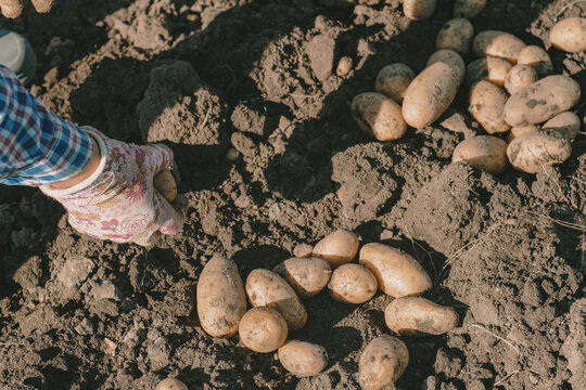 Fresh potatoes scattered on soil during autumn harvesting in garden