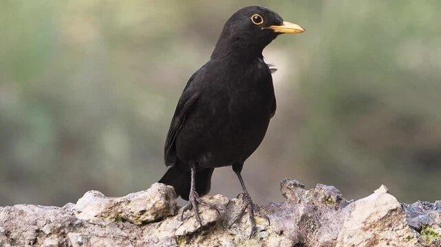 Closeup of a male common blackbird, turdus merula, standing on a rock while looking around and singing