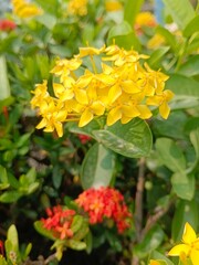 Fototapeta premium yellow flowers in the garden