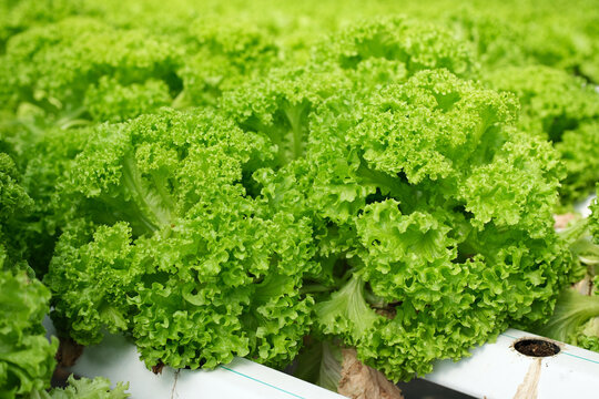 Lush green lettuce growing in hydroponic farm with abundant foliage. Lettuce field , Green cos, Red oak and green oak lettuce in nutrient film technique farm , NFT farm , hydroponic farm
