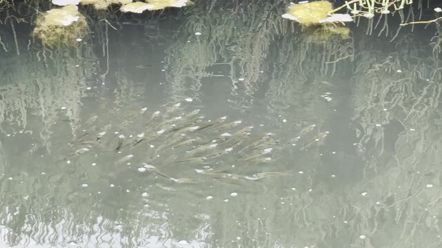 Group of small silver fish fry creating circular ripples while feeding on the calm water surface