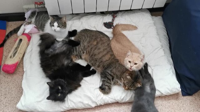 Cats resting together at a shelter in the afternoon