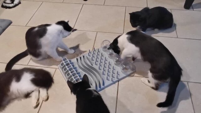 Cats interact with food puzzle at shelter in Petal