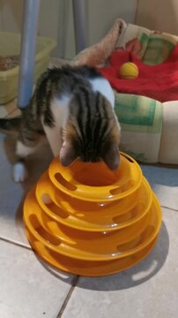 Cat plays with toy at animal shelter in afternoon