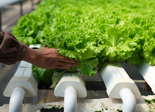 A hand holding lettuce at a thriving hydroponic farm, featuring fresh, crisp green lettuce plants growing in neat rows. Maintenance of a hydroponic lettuce farm.
