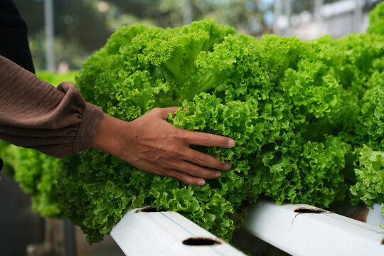 A hand holding lettuce at a thriving hydroponic farm, featuring fresh, crisp green lettuce plants growing in neat rows. Maintenance of a hydroponic lettuce farm.