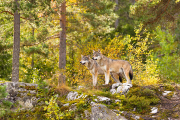 Fototapeta premium Two wolves standing alert on mossy rocks in sunlit Scandinavian forest