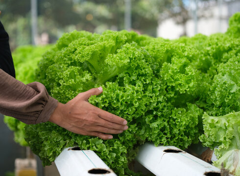 A hand holding lettuce at a thriving hydroponic farm, featuring fresh, crisp green lettuce plants growing in neat rows. Maintenance of a hydroponic lettuce farm.