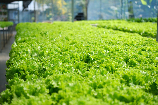 Lush green lettuce growing in hydroponic farm with abundant foliage. Lettuce field , Green cos, Red oak and green oak lettuce in nutrient film technique farm , NFT farm , hydroponic farm
