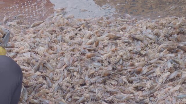Worker wearing a conical hat scooping  raw shrimp byproducts from a pile at a coastal fishing port, aquaculture feed processing