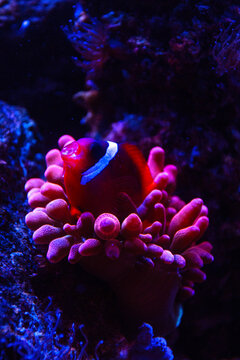A clownfish in a pink anemone in the dark 
