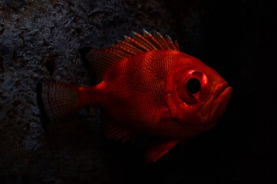 A red Popeye Catalufa fish in the dark 