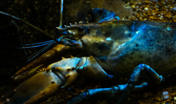 Close up of a blue lobster 