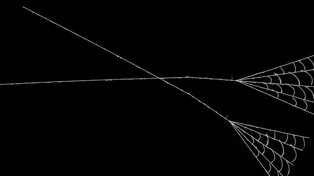 Elegant white spider web rapidly expanding and contracting with elastic silk thread motion on a black background,spooky Halloween cobweb effect, seamless 4k VFX loop for compositing.