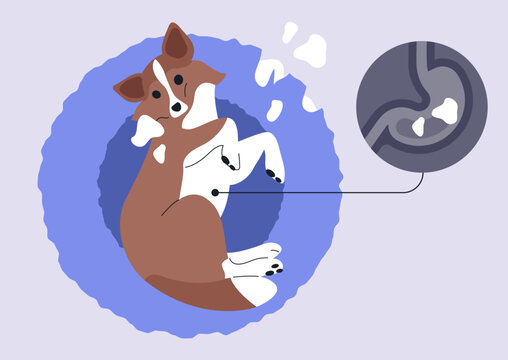 A carefree puppy rests comfortably, showcasing its adorable belly while an inset illustrates a foreign body in its stomach, This scene highlights the importance of pet care and health awareness.
