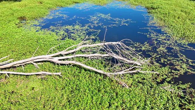 Aerial drone view flying over a lush river swamp
