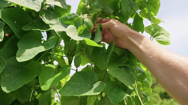 Hand Picking Wild Ivy Gourd Fruits From a Tropical Vine Covered With Water Drops, Fresh Organic Harvest, Sustainable Gardening, Healthy Eating