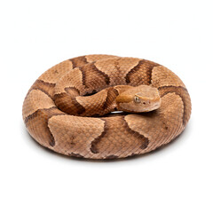 Fototapeta premium Venomous Copperhead with Coppery Tan Bands, Studio Shot on White Background