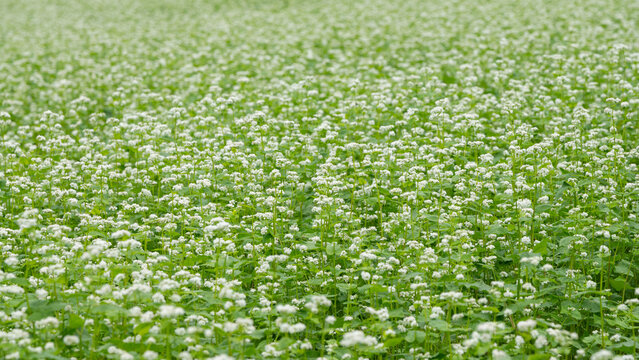 Scenic Wide View of Endless Blooming White Buckwheat Flower Field in Autumn Agriculture Landscape Background with Copy Space