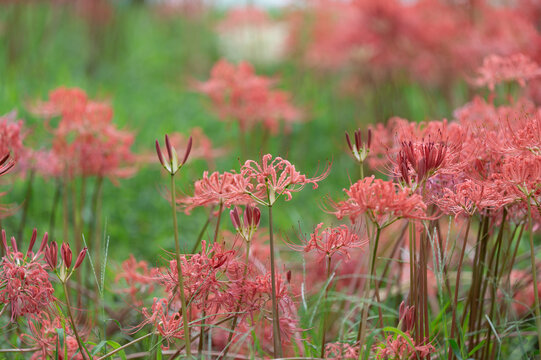Close Up View of Pink and Red Spider Lily Flowers Blooming in Autumn Field Background with Copy Space