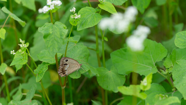 Close Up View of Butterfly Resting on Buckwheat Plant Leaf with Soft Green Bokeh Background and Copy Space