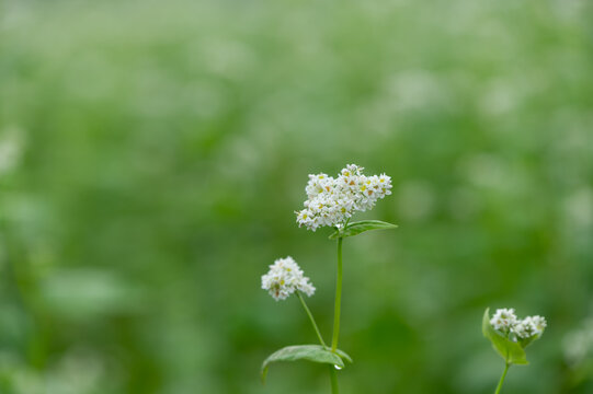 Close Up View of White Buckwheat Flower Blooming with Soft Green Bokeh Background and Copy Space