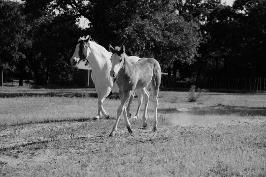 Paint horses in Texas field in black and white, mare with colt foal horse 
