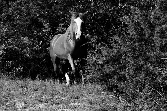 Mare horse coming out of Texas woods in black and white on a farm
