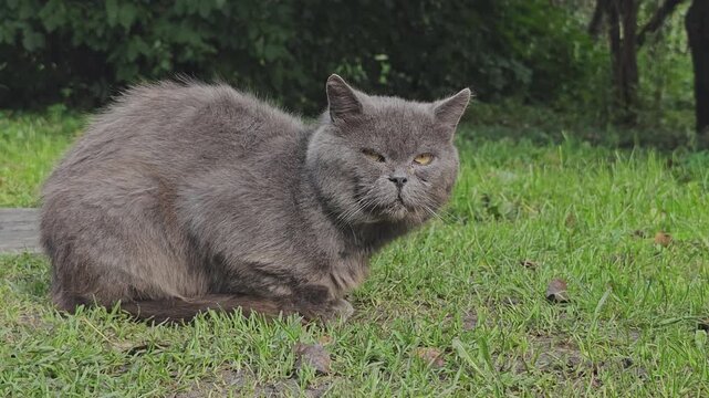 Domestic gray cat with long whiskers sitting on the green grass in the park. The cute animal is looking around and licking its chops