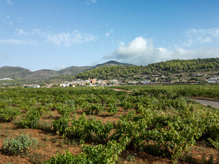 Obraz premium Expansive vineyard rows on sunlit slopes near Llíber, Alicante, Spain, with village and mountains under blue sky - stock photo