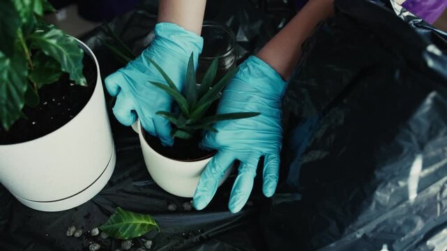 Hands in blue gloves planting aloe vera into ceramic pot indoors