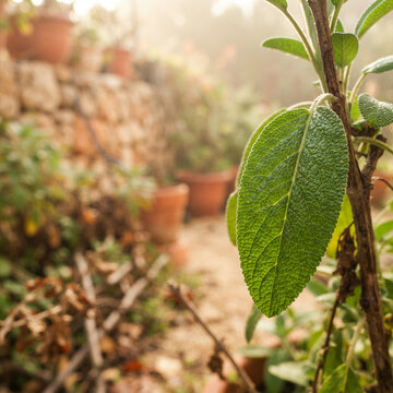 Single sage leaf in focus before blurred terracotta pots in a plant nursery