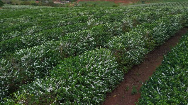 Voo linear de drone mostrando a continuidade e densidade da flora&ccedil;&atilde;o no campo.