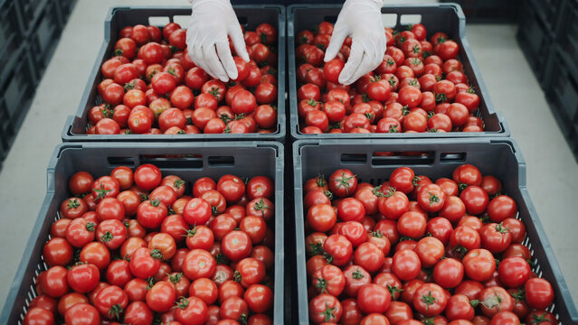 workers sorting fresh red tomatoes in plastic crates from top view