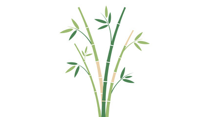 Obraz premium Minimalist illustration of natural green bamboo stalks with delicate leaves growing upwards on a clean white background.