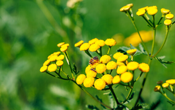 Macro of honey bee and ant collecting nectar on vibrant yellow tansy flowers in summer meadow, insect pollination and botanical nature concept