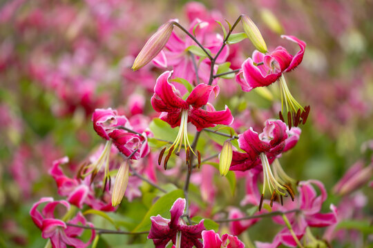 Vibrant pink oriental lilies (Lilium hybrids) flowering in the Walled Garden at Castle Howard, North Yorkshire, England, photographed in August with selective focus and soft natural bokeh.