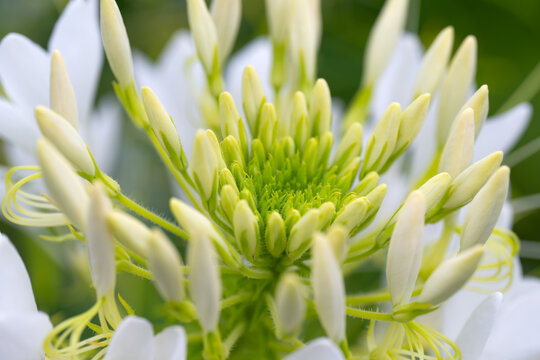 Close-up of a white spider flower (Cleome hassleriana) opening in the Walled Garden at Castle Howard, North Yorkshire, England, with numerous pale buds and delicate stamens in soft summer light.