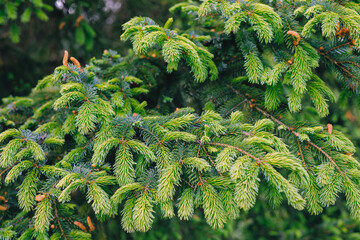 Fresh green spruce branch with bright new growth and soft needles © Belus