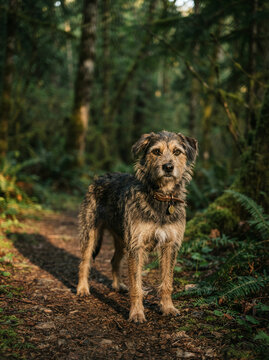 Wiry haired dog standing on a dirt path in a dense green forest in soft daylight