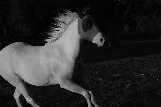 White horse wearing a fly mask running through a field in black and white