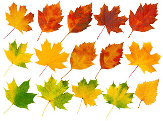 Plakat Autumn season leaves collection with transparent background