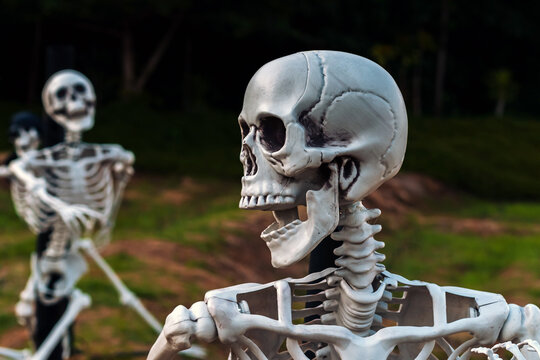Human skeleton props decorated in outdoor field for Halloween festival display. Plastic human skeleton models mounted on poles along grassy field with white cross markers. Halloween event decorations,