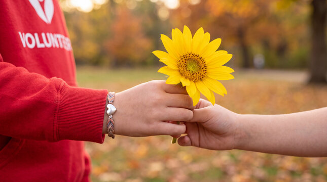 A small hand in a red volunteer sleeve gives a sunflower to another hand with a heart bracelet, capturing a tender World Kindness Day moment for social posts.