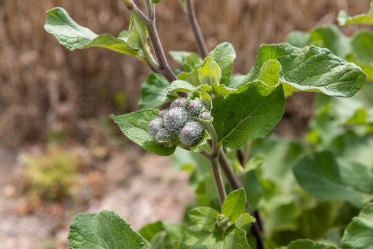 Lush burdock buds with green leaves, wild woolly burdock plant developing on countryside field side at sunset