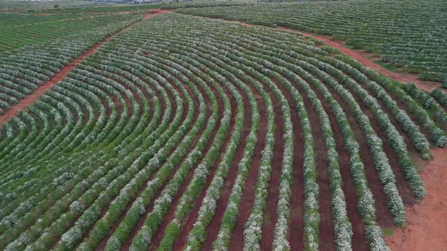 Voo de drone em declive acompanhando o relevo montanhoso repleto de florada de caf&eacute;.