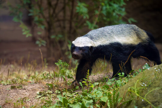 The honey badger (Mellivora capensis), also known as the ratel, a portrait of an aggressive African mammal.